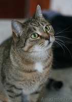 Леся - золотисто-лесная кошка в дар! - Изображение #3, Объявление #482585