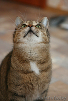 Леся - золотисто-лесная кошка в дар! - Изображение #4, Объявление #482585