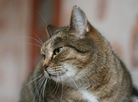 Леся - золотисто-лесная кошка в дар! - Изображение #5, Объявление #482585