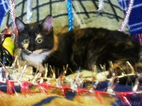 Котята, 6 месяцев, в дар - Изображение #3, Объявление #466222