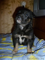 Симпатичный щенок 2 месяца, девочка,в дар! - Изображение #6, Объявление #456371