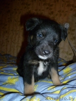 Симпатичный щенок 2 месяца, девочка,в дар! - Изображение #4, Объявление #456371