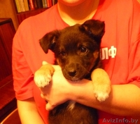 Кира… Кирочка… Кирюша! - Изображение #2, Объявление #462719