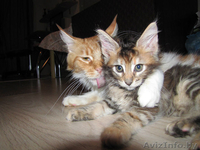 Котята Мейн-куна - Изображение #3, Объявление #478756