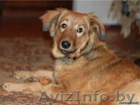 Красотка Сержи ищет дом - Изображение #1, Объявление #469070