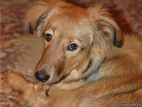 Красотка Сержи ищет дом - Изображение #3, Объявление #469070