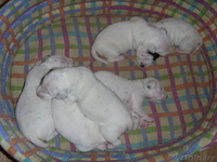 Щенки далматина ищут ответственных и любящих хозяе - Изображение #1, Объявление #474082