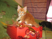 Котята Мейн-куна - Изображение #4, Объявление #478756