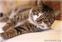 Кот Ваня – настоящий русский богатырь в дар! - Изображение #1, Объявление #456359