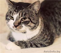 Кот Ваня – настоящий русский богатырь в дар! - Изображение #2, Объявление #456359