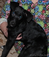 черная красавица Сильва в дар - Изображение #1, Объявление #479702