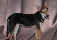 Ласковая и нежная малышка Ева ищет себе дом! - Изображение #2, Объявление #476742