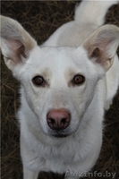 Ласковая и добрая Белла ищет хозяйку - Изображение #3, Объявление #483606