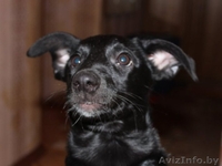 черная красавица Сильва в дар - Изображение #2, Объявление #479702