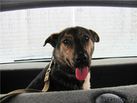 Благородный Рэнни в дар! - Изображение #8, Объявление #494057