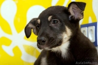 Миленький щенок 3 мес. ищет хозяина, в дар. - Изображение #2, Объявление #500621