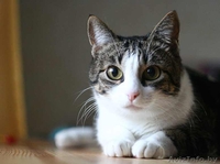 Аля - скромная бело-мраморная кошка. В дар. - Изображение #1, Объявление #488759