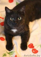 Кыся - кошка окраса чёрный дым. В добрые руки. - Изображение #1, Объявление #492165