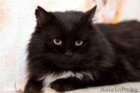 Муфаса - крупный чёрный кот в хорошие руки, в дар. - Изображение #1, Объявление #500618