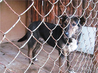 Благородный Рэнни в дар! - Изображение #1, Объявление #494057