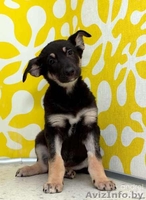 Миленький щенок 3 мес. ищет хозяина, в дар. - Изображение #1, Объявление #500621