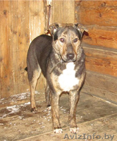 Благородный Рэнни в дар! - Изображение #7, Объявление #494057