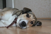 Золотая собака Гарси в дар хорошим людям - Изображение #1, Объявление #489136