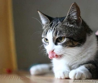 Аля - скромная бело-мраморная кошка. В дар. - Изображение #2, Объявление #488759