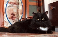 Муфаса - крупный чёрный кот в хорошие руки, в дар. - Изображение #2, Объявление #500618