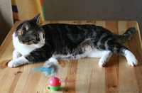 Аля - скромная бело-мраморная кошка. В дар. - Изображение #3, Объявление #488759