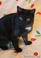 Кыся - кошка окраса чёрный дым. В добрые руки. - Изображение #3, Объявление #492165