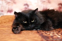 Муфаса - крупный чёрный кот в хорошие руки, в дар. - Изображение #3, Объявление #500618