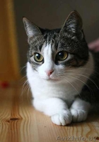 Аля - скромная бело-мраморная кошка. В дар. - Изображение #7, Объявление #488759
