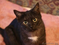 Кыся - кошка окраса чёрный дым. В добрые руки. - Изображение #4, Объявление #492165