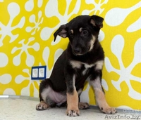 Миленький щенок 3 мес. ищет хозяина, в дар. - Изображение #4, Объявление #500621