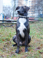 Тиграша - любознательный щенок - Изображение #1, Объявление #492652