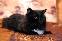 Муфаса - крупный чёрный кот в хорошие руки, в дар. - Изображение #5, Объявление #500618