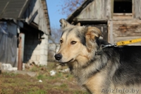 Дункан ищет нового хозяина - Изображение #1, Объявление #486993