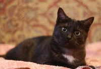 Кыся - кошка окраса чёрный дым. В добрые руки. - Изображение #6, Объявление #492165