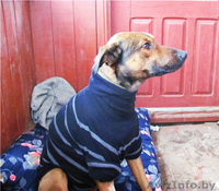 Станьте хозяином для Даночки! - Изображение #2, Объявление #484183