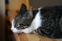 Аля - скромная бело-мраморная кошка. В дар. - Изображение #5, Объявление #488759