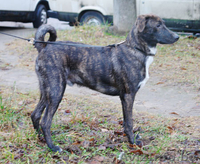 Тиграша - любознательный щенок - Изображение #2, Объявление #492652