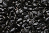 Продам кондитерский подсолнечник Лакомка - Изображение #3, Объявление #518895