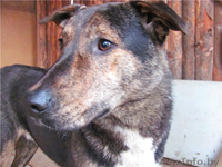 Благородный Рэнни в дар! - Изображение #2, Объявление #494057