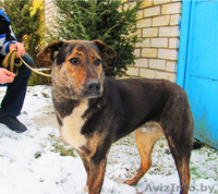 Благородный Рэнни в дар! - Изображение #3, Объявление #494057