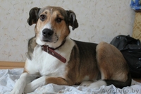 Золотая собака Гарси в дар хорошим людям - Изображение #2, Объявление #489136