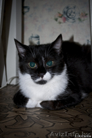 Взгляните! Очень красивые,обалденные котики в дар!) - Изображение #4, Объявление #487290