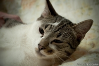 Взгляните! Очень красивые,обалденные котики в дар!) - Изображение #5, Объявление #487290