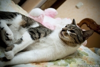Взгляните! Очень красивые,обалденные котики в дар!) - Изображение #6, Объявление #487290