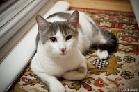 Взгляните! Очень красивые,обалденные котики в дар!) - Изображение #3, Объявление #487290